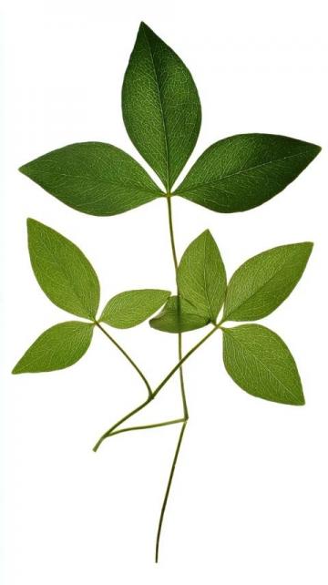 番薯葉怎么做好吃又香(番薯葉怎么做好吃？加上一把大蒜，掌握3步)