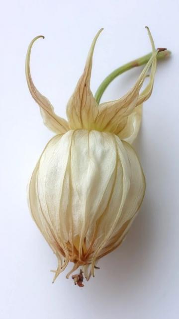 春天的味道與營養(yǎng)：四種適合孩子的春芽美食