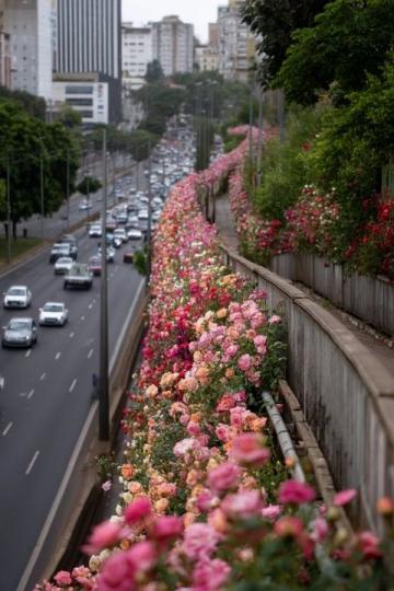 武漢盛夏日浪漫：十萬(wàn)余朵梔子花免費(fèi)贈(zèng)予，全城洋溢初夏香氣盛宴