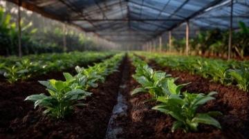 五畝黑椒豐收上市首日僅售一半，天然種植健康安全受期待