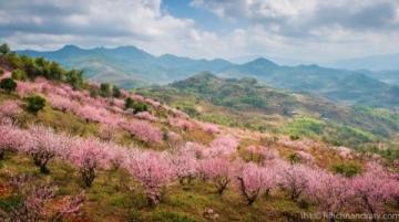 西湖C位梅花季：孤山探梅之旅（2.22-3.5）