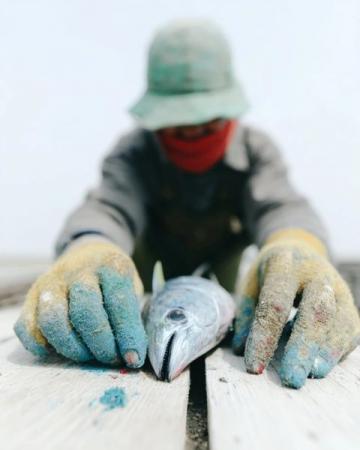 阜陽河道刀魚泛濫村民狂撈背后是生態(tài)改善信號？