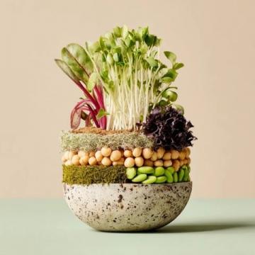 春天的味道與營養(yǎng)：四種適合孩子的春芽美食