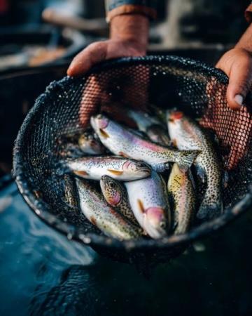 麗水：水質(zhì)優(yōu)良的溪魚(yú)天堂，華東野生魚(yú)類(lèi)基因庫(kù)