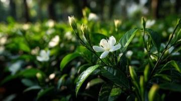心馳神往！廣西橫州茉莉花之旅不容錯(cuò)過(guò)