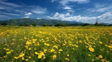 浙江油菜花盛開如黃金狂潮，浪漫春色不容錯(cuò)過，速來打卡！