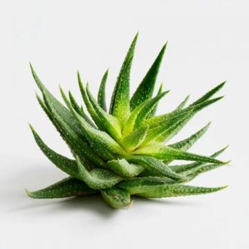 陽臺上的“急救小能手”:蘆薈的多重神奇功效