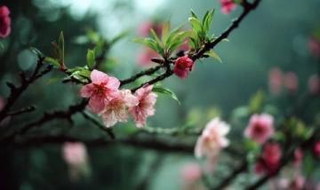 武漢櫻花季:賞花拍照與必嘗美食攻略
