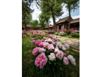 昆明久香樓：探尋云南野生菌的美味傳奇