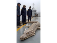 野生黃翅魚：近海經(jīng)濟價值高，蔡瀾稱其為“世界最美味