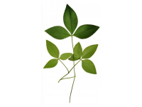 番薯葉怎么做好吃又香(番薯葉怎么做好吃？加上一把大蒜，掌握3步)
