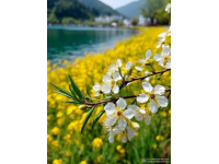 浙江油菜花盛開如黃金狂潮，浪漫春色不容錯(cuò)過，速來打卡！