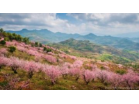 西湖C位梅花季：孤山探梅之旅（2.22-3.5）