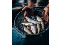 麗水：水質(zhì)優(yōu)良的溪魚(yú)天堂，華東野生魚(yú)類(lèi)基因庫(kù)