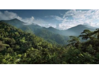 西雙版納熱帶雨林奇幻之旅：一條充滿生機(jī)與活力的綠色寶藏