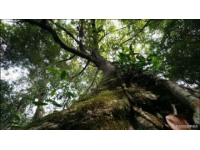 揭秘芒市珍奇秘境：勐巴娜西國(guó)家AAAA級(jí)景區(qū)全攻略