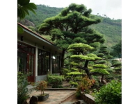到高密城郊雙羊鎮(zhèn)云來山莊，品農(nóng)家樂的野味盛宴