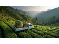 夏日云南之旅：花茶與美景的完美邂逅旅行指南