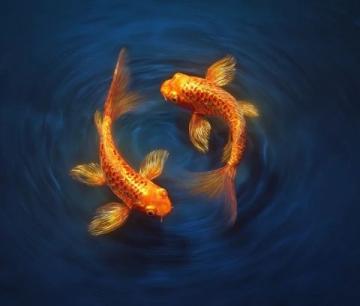 精心養(yǎng)育:掌握過背金龍魚養(yǎng)護知識