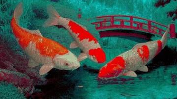 精心養(yǎng)育:掌握過背金龍魚養(yǎng)護知識