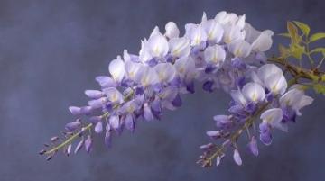 成都藍(lán)花楹浪漫(成都也有自己的浪漫)