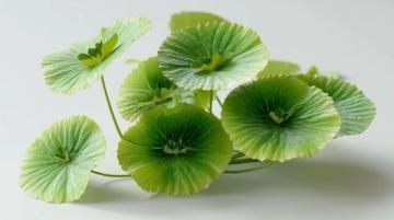 百科冷知識：蓮藕種植方法詳解