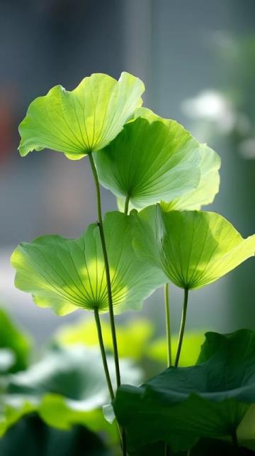 百科冷知識：蓮藕種植方法詳解