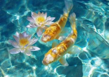 精心養(yǎng)育:掌握過背金龍魚養(yǎng)護知識