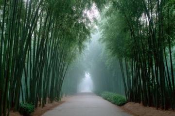 以下是一個安吉兩日游的攻略