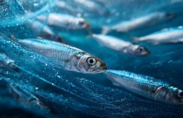 老家生活如魚得水:新鮮美食與自給自足的幸福感