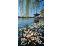2025春季武漢必吃榜舌尖上的櫻花與江湖味