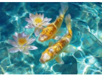 精心養(yǎng)育：掌握過背金龍魚養(yǎng)護知識