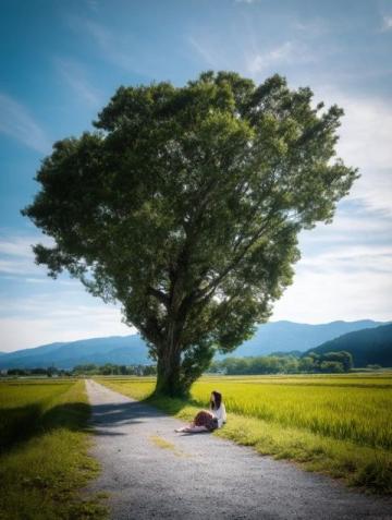 千年古樹苦櫧王見證桃源變遷