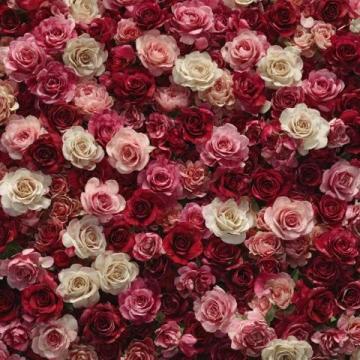 美倫堡薔薇花墻全攻略:避開人群，觸手可及的五顏六色花朵