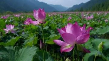 江蘇無錫九龍灣花星球:四季花開的花卉休閑勝地
