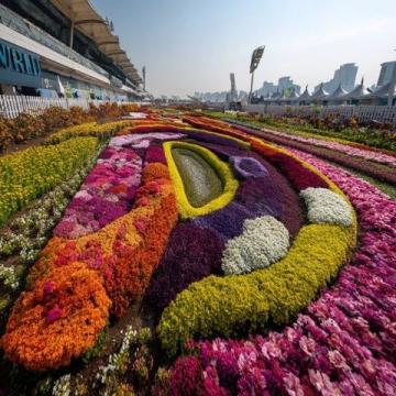 江蘇無錫九龍灣花星球:四季花開的花卉休閑勝地