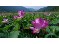 江蘇無錫九龍灣花星球：四季花開的花卉休閑勝地