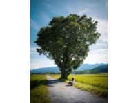 千年古樹苦櫧王見證桃源變遷