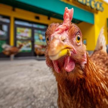 雞肉品種之爭(zhēng)：麻雞VS普通雞