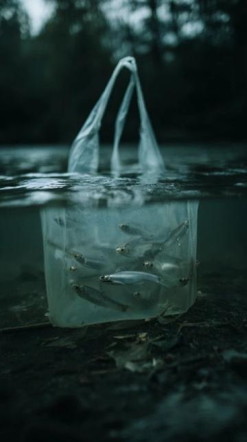 三點必知！養(yǎng)殖青魚的水深度、密度和水環(huán)境管理秘籍