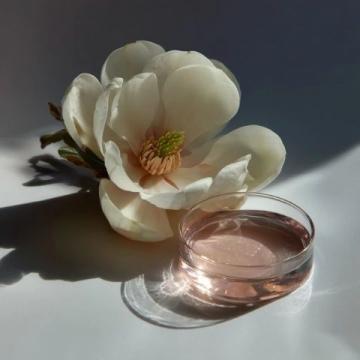 我一直覺(jué)得玉蘭花就像是大自然饋贈(zèng)給我們的一件珍寶,它那潔白如玉、清香淡雅的花朵