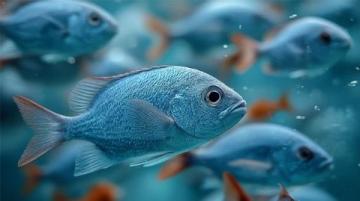 三點必知！養(yǎng)殖青魚的水深度、密度和水環(huán)境管理秘籍