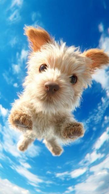 萌寵日記：云朵般柔軟的博美犬歡樂日常