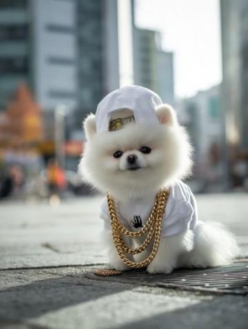 萌寵日記：云朵般柔軟的博美犬歡樂日常