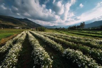 走進(jìn)春暖花開的閩南美景