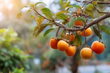 熱帶水果大戰(zhàn)！海吉星農(nóng)產(chǎn)品國(guó)批發(fā)市場(chǎng)熱鬧非凡