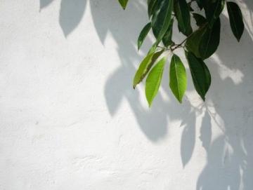 菩提路上結(jié)菩提果(菩提果小知識(shí))