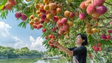 熱帶水果大戰(zhàn)！海吉星農(nóng)產(chǎn)品國(guó)批發(fā)市場(chǎng)熱鬧非凡