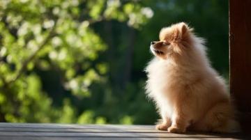 萌寵日記：云朵般柔軟的博美犬歡樂日常