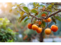 熱帶水果大戰(zhàn)！海吉星農(nóng)產(chǎn)品國(guó)批發(fā)市場(chǎng)熱鬧非凡